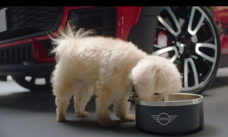 MINI Pet Friendly: Tips para viajar con tu mascota en auto