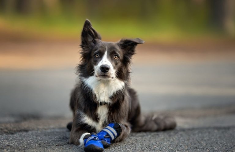 Zapatos de perro: veterinarios recomiendan<br>su uso para paseos en días calurosos de verano