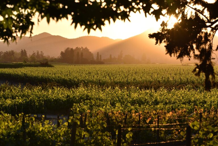 Celebra el Día Mundial del Turismo con el Tour Marques de Casa Concha 