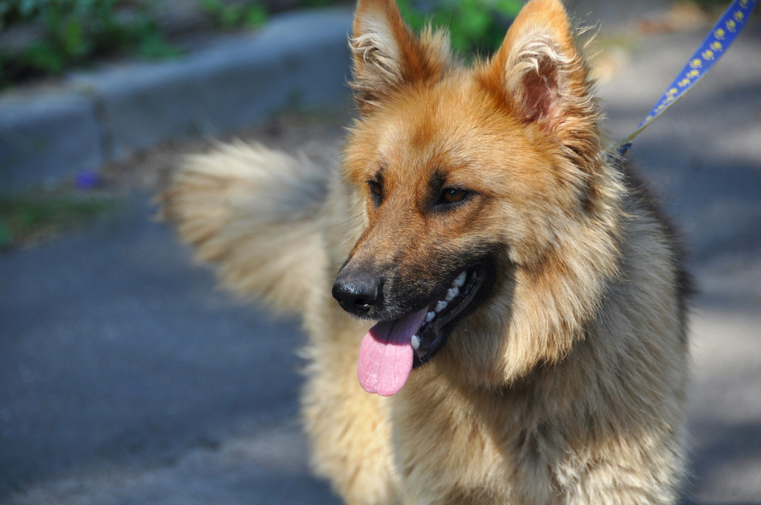 PREPARA A TU MASCOTA PARA EL VERANO: CUIDADOS ESENCIALES PARA EVITAR GOLPES DE CALOR 