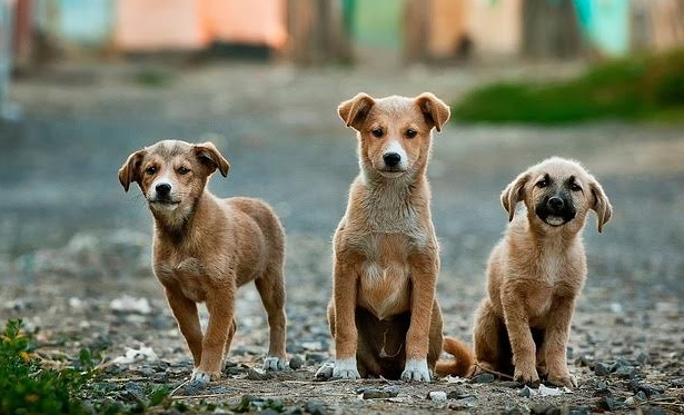 Zoetis aumenta voluntariado global y en Chile proyecta 600 operativos gratuitos para mascotas en 2025