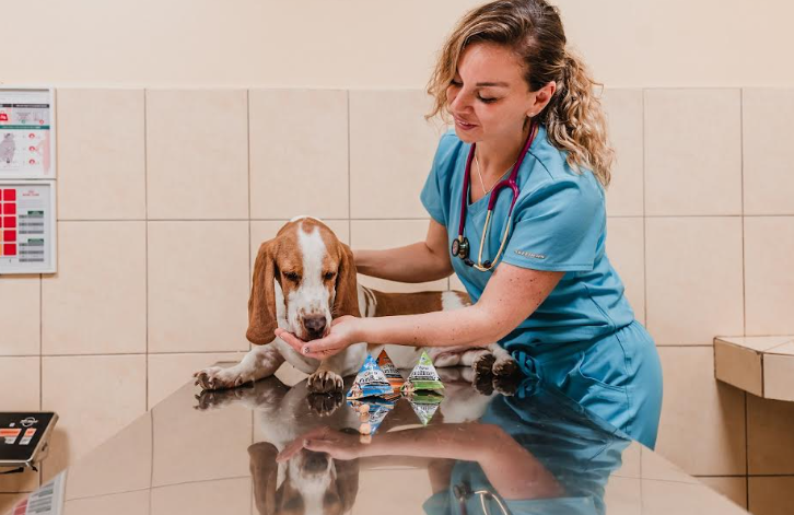 Para las mascotas también llegó marzo: formas de reducir su estrés