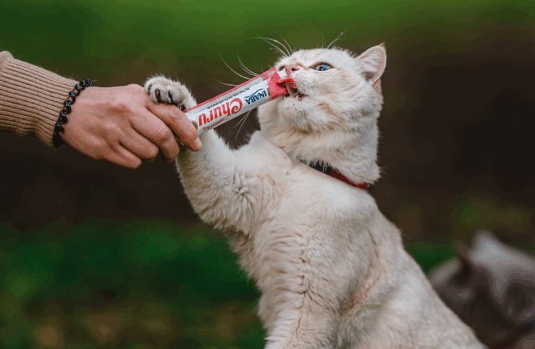 ¿Solo innovación? El tradicional origen de Meal Topper y Churu
