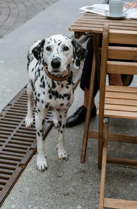 Auge de los espacios públicos «Pet Friendly» y la Importancia de la convivencia responsable