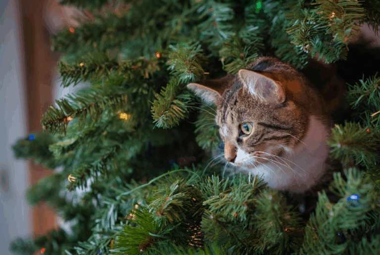 Cena de Navidad: Cuidado con nuestros perros y gatos
