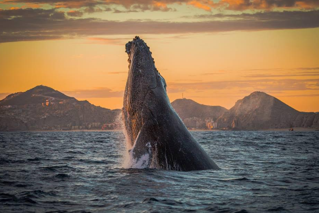 Comenzó la temporada de avistamiento de ballenas en Los Cabos: Hoteles de la zona hacen un llamado especial al público latino