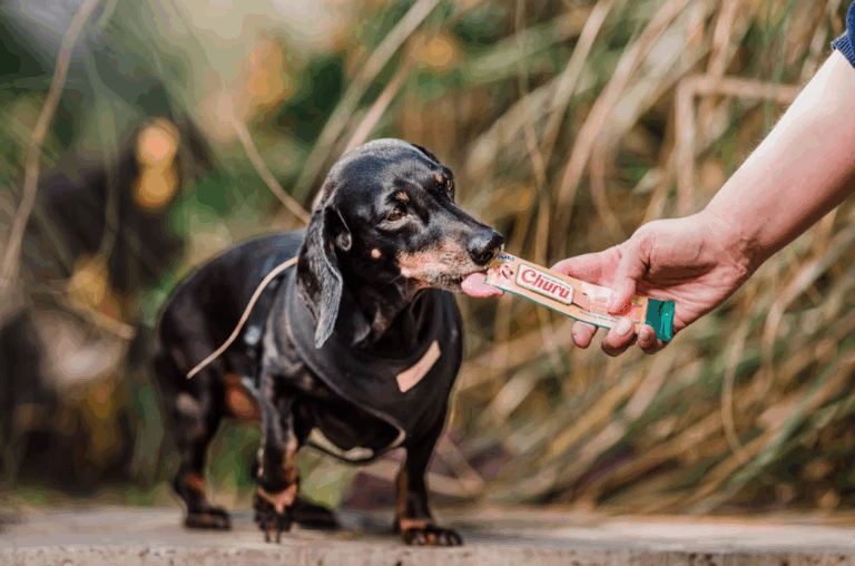 El auge de los “Therian”: ¿Una causa puede ser la humanización de nuestras mascotas?