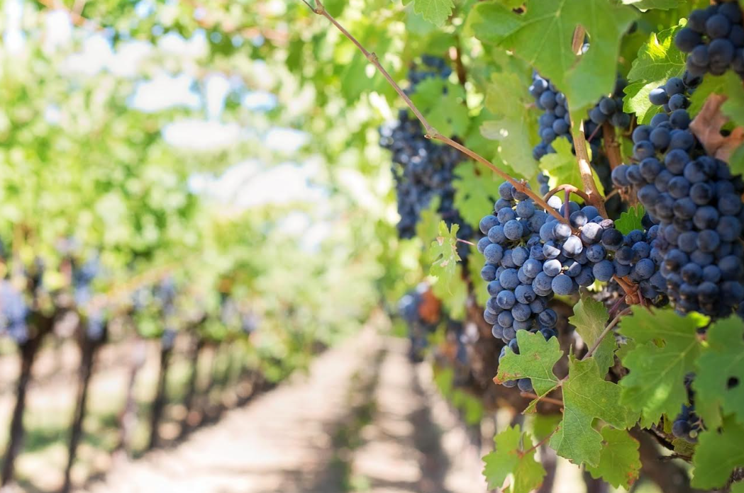 De Joe Keery a Bad Bunny: las viñas y el sur de Chile conquistan a las celebridades internacionales