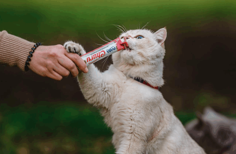 Todavía es marzo y no es fácil adaptar a nuestras mascotas ¿Qué rutinas son importantes?
