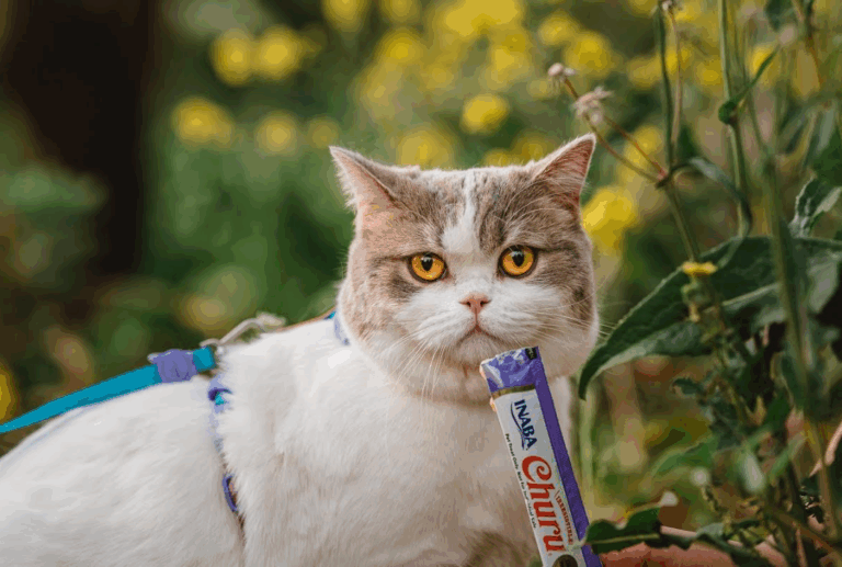 Semana Santa ¿Por qué es mala idea que nuestras mascotas coman chocolate?