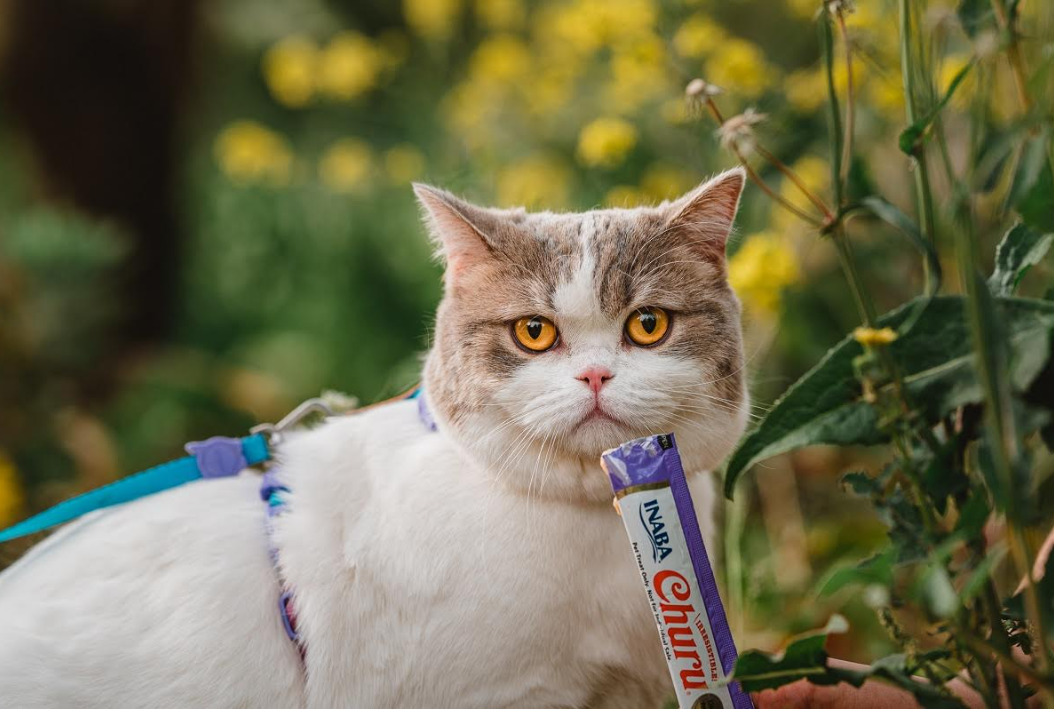 Semana Santa ¿Por qué es mala idea que nuestras mascotas coman chocolate?