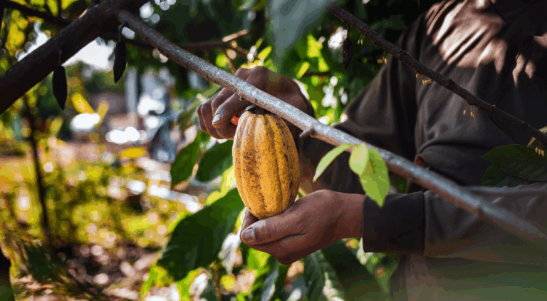 Del cacao al origen, el fenómeno bean to bar transforma la forma de consumir chocolate