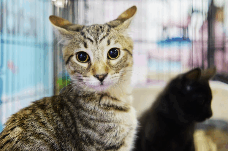 Expo Mascotas & Animales cumple 14 años y vuelve como el gran panorama familiar del otoño