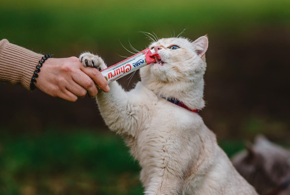¿Qué palabras entienden más los perros y gatos?