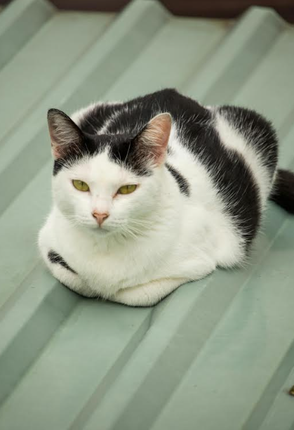 Bajas temperaturas y mascotas ¿Qué hacer y qué no?