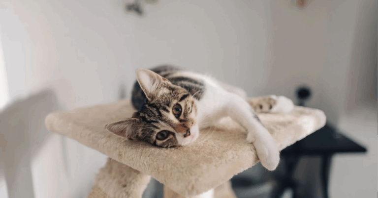 Más allá de las tendencias: cómo elegir correctamente el alimento de tus mascotas