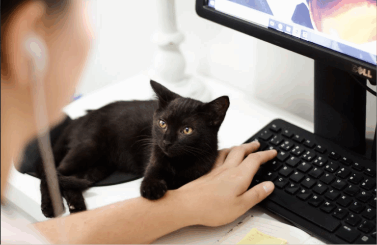 Mascotas en el trabajo: Su importancia más allá de la fecha