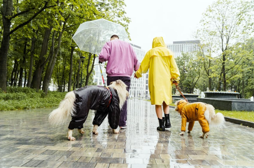 Lluvia y mascotas ¿Es conveniente suspender los paseos?