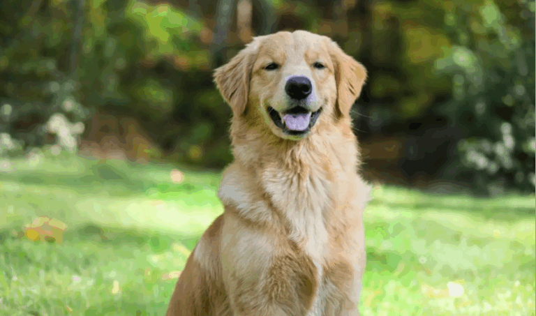 ¿Es recomendable compartir la comida de los humanos con las mascotas? Esto es lo que dicen los expertos