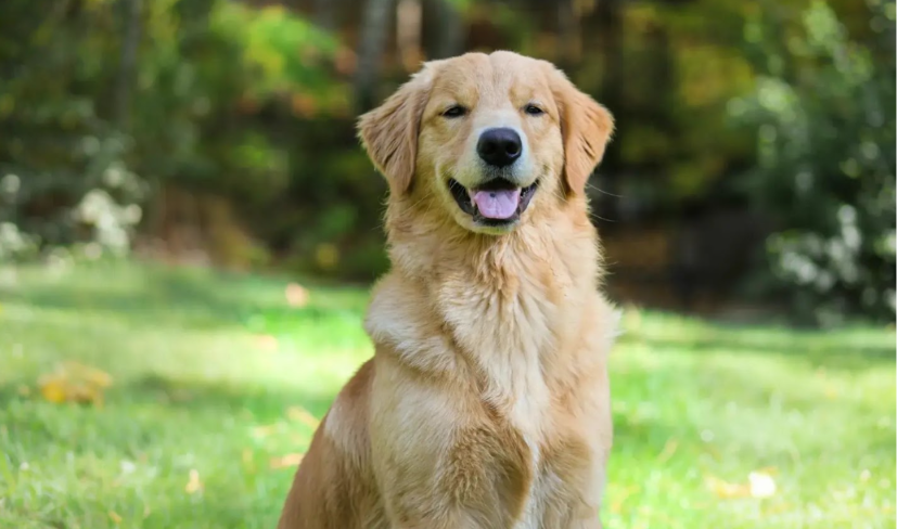 ¿Es recomendable compartir la comida de los humanos con las mascotas? Esto es lo que dicen los expertos