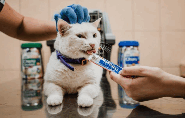 ¿Tu gato es obeso? Atención con estas enfermedades y cómo prevenirlas