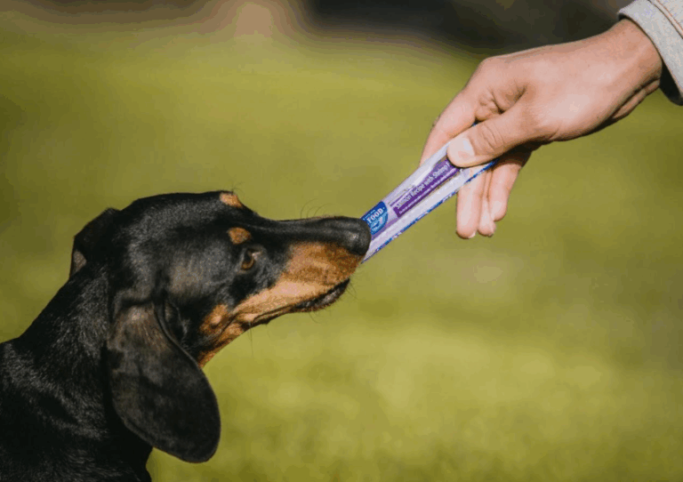Día del Perro Negro: la importancia de adoptar sin prejuicios