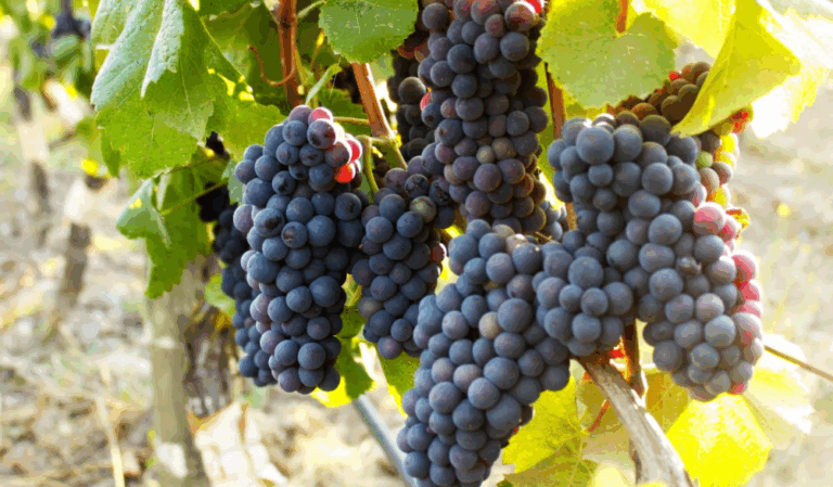 La temporada 2027 ya comenzó: lo que ocurre hoy en el viñedo empieza a definir el vino de mañana 