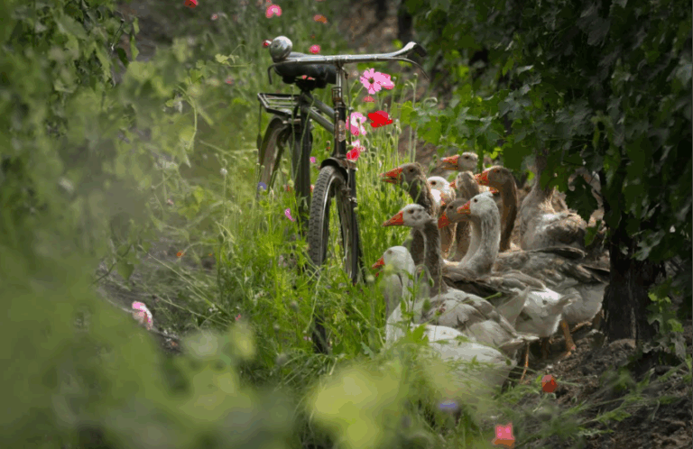 Gansos, bicicletas y una casona centenaria: la otra historia del vino que se descubre en Chimbarongo