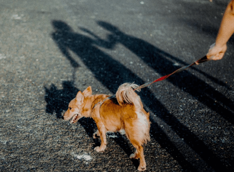 Paseos de calidad: cómo convertir la salida con tu perro en una experiencia enriquecedora