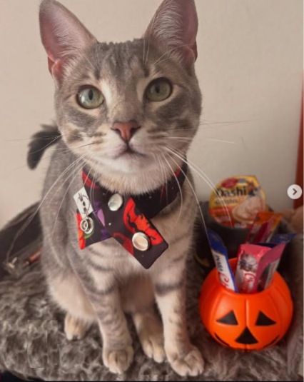 Halloween y mascotas ¿Cómo evitar que una noche de diversión termine en el veterinario?